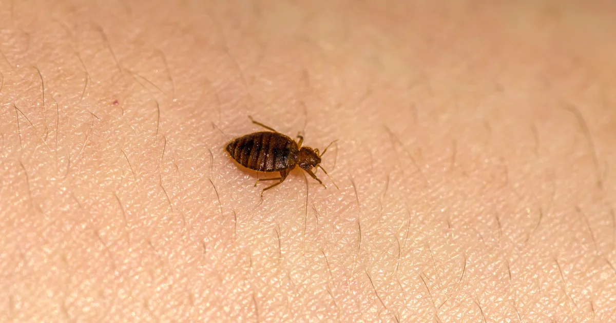Bed bug identification - professional guide for Texas homeowners